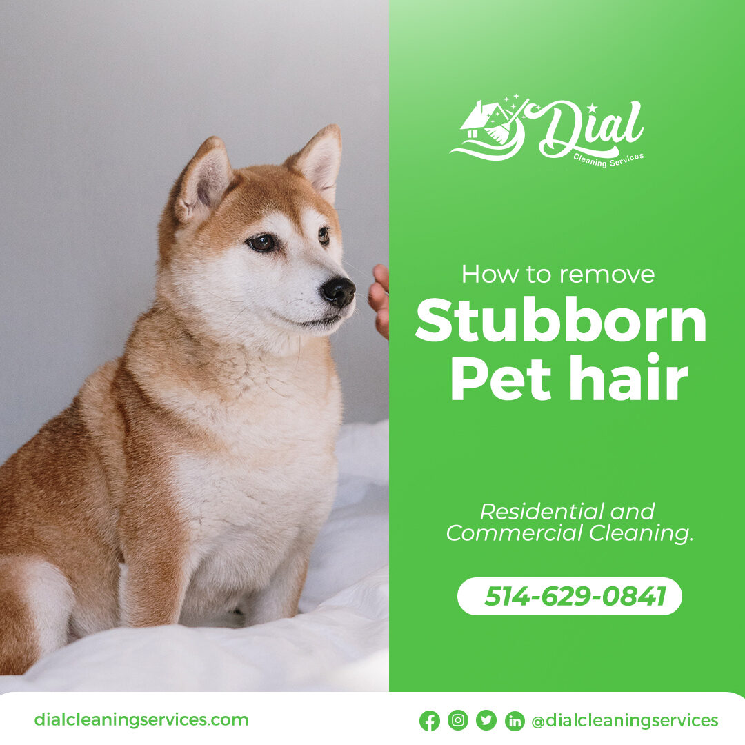dialHow-to-remove-stubborn-pet-hair