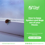 How to Keep Spiders and Bugs Out Of Your House