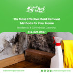 The Most Effective Mold Removal Methods for Your Home