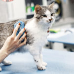 Cleaning Tips for Pet Owners